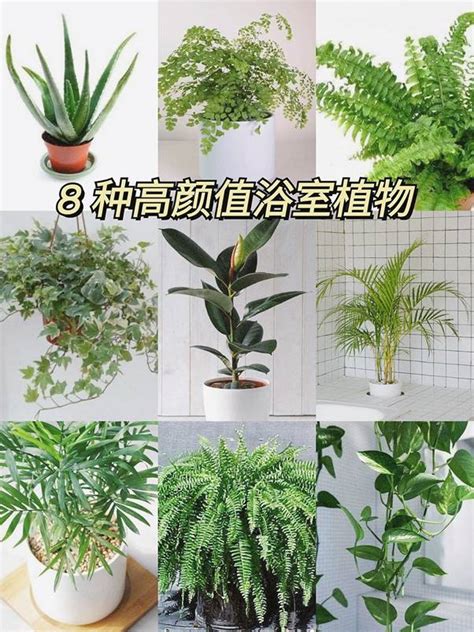 放廁所的植物|廁所放什麼植物好？4種耐陰且好照顧的植物推薦 